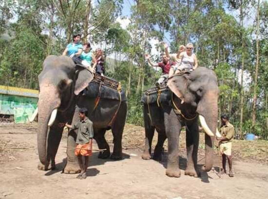 Elephant Safari